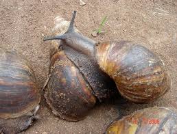 Snail Production and Processing Business Plan