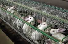 Rabbit farming business plan in karnataka picture