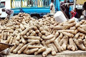 Yam Production and Marketing Business plan