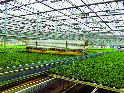 Greenhouse farming business plan pdf picture