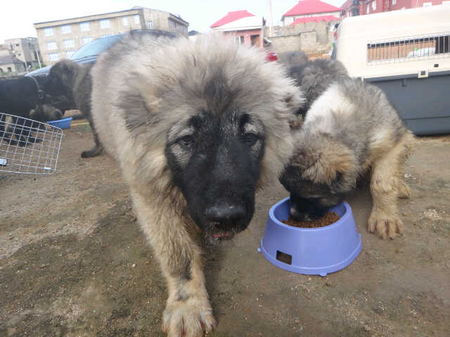 sample business plan for dog breeding