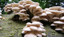 MUSHROOM FARM BUSINESS PLAN IN NIGERIA