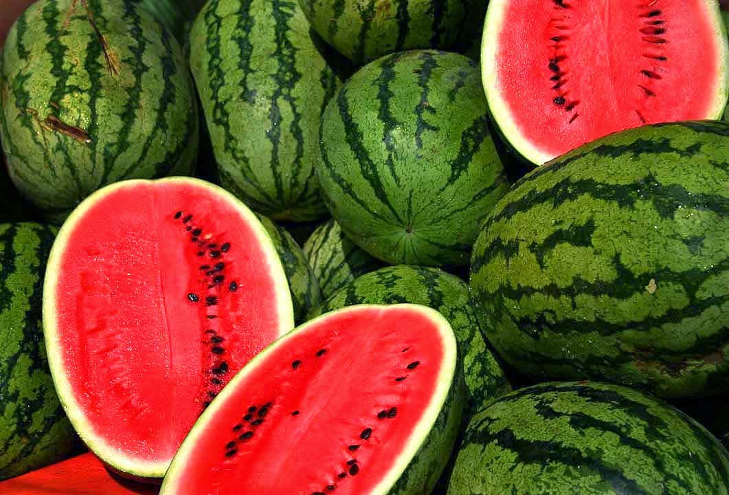 WATER MELON FARMING BUSINESS PLAN IN NIGERIA