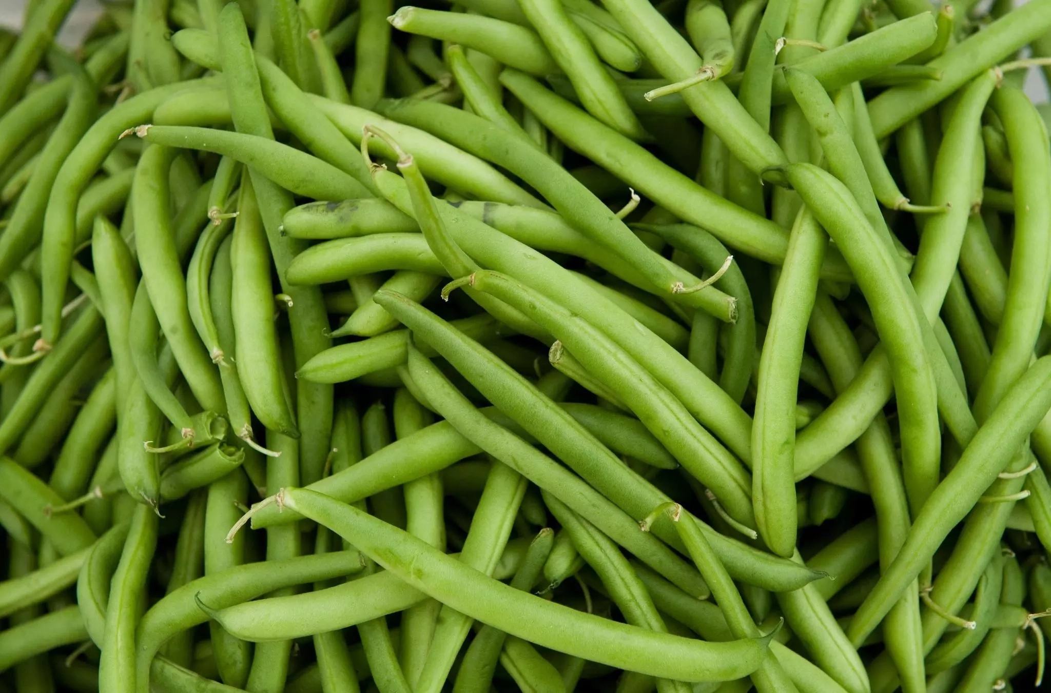 business plan of green beans
