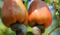 CASHEW NUT PROCESSING BUSINESS PLAN IN NIGERIA