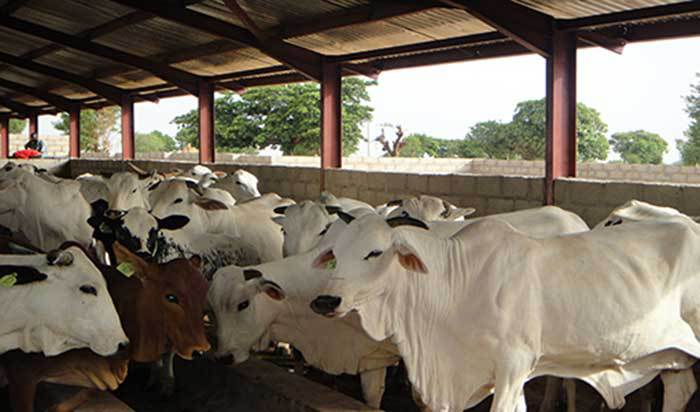 cattle rearing business plan in nigeria