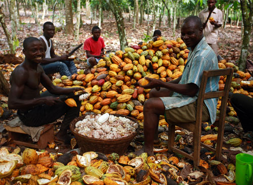 business plan for cocoa farming