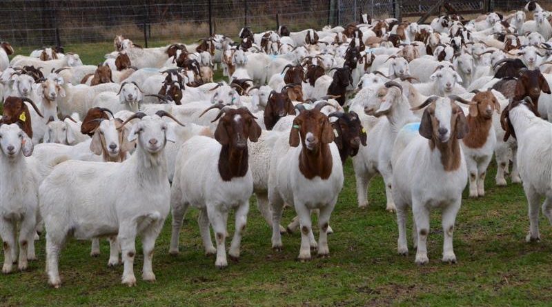 Sample business plan for sheep farming image