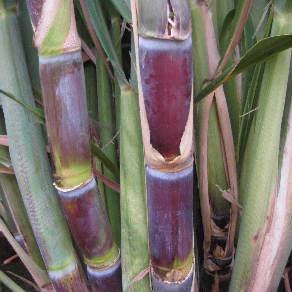Sugarcane