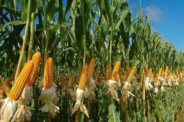 maize farming business plan in nigeria