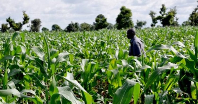 maize farming business plan in nigeria pdf