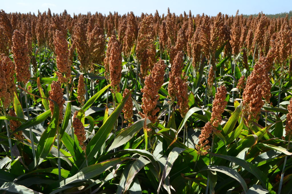 Grain sorghum production in texas image