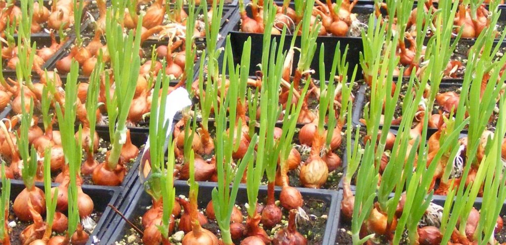 business plan for onion farming