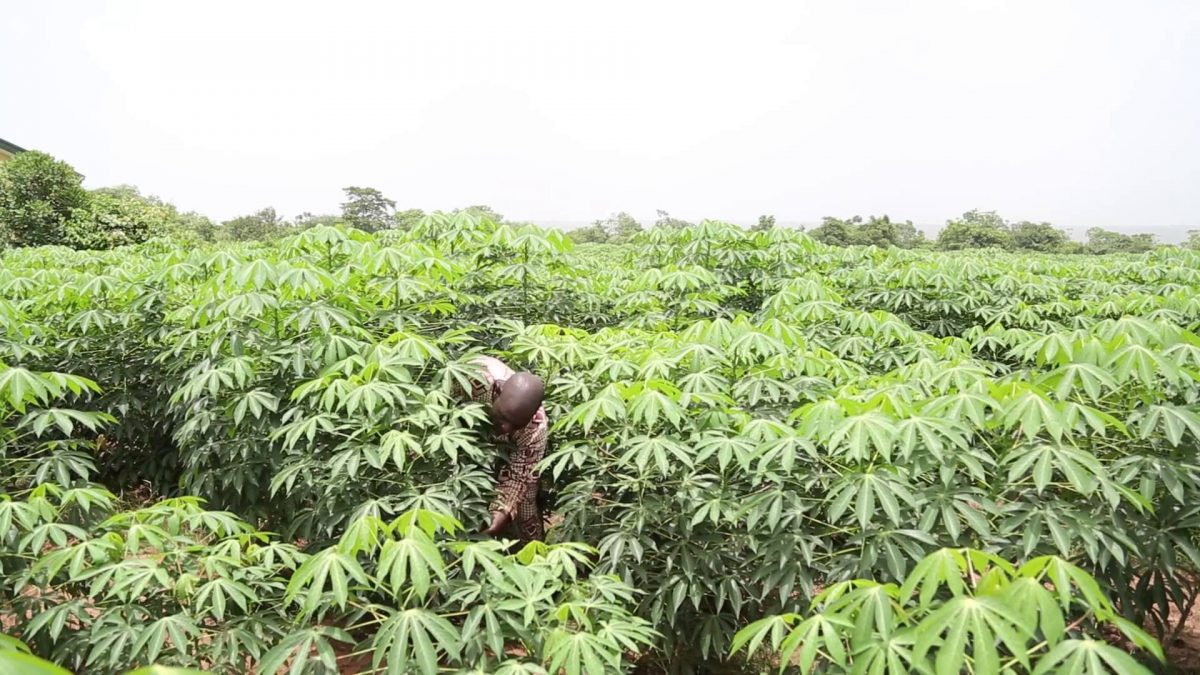 HOW TO START A PROFITABLE CASSAVA PROCESSING BUSINESS