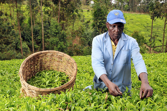 tea farming business plan