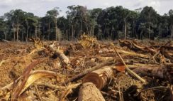 FORESTRY BUSINESS PLAN IN NIGERIA