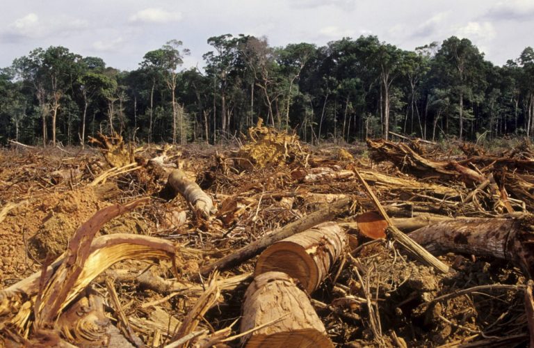 forestry business plan pdf