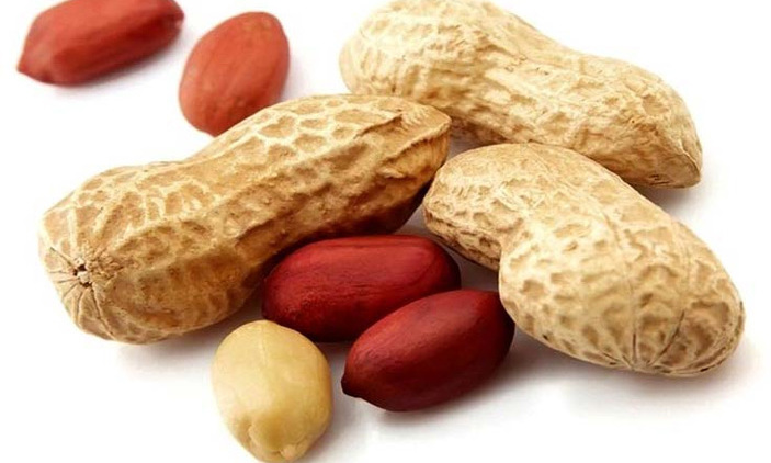 GROUNDNUT FARMING AND PROCESSING BUSINESS PLAN IN NIGERIA