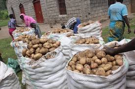17 Ways To Profit From The Irish Potato Value Chain in Nigeria