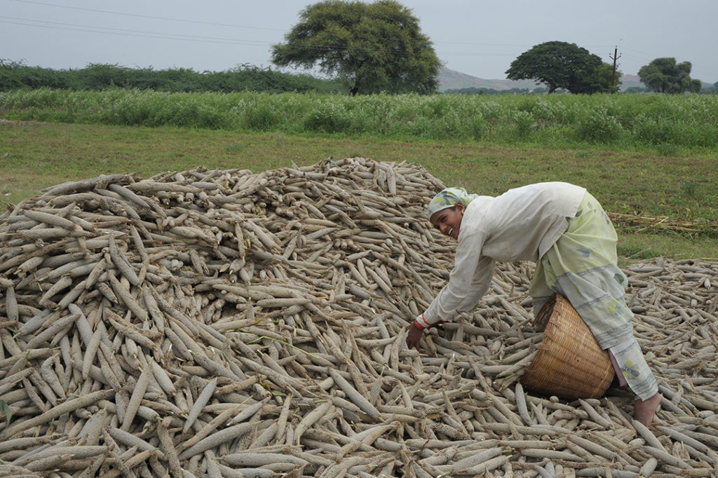 25 ways to profit from the Tamba (Finger Millet ) Value Chain in Nigeria