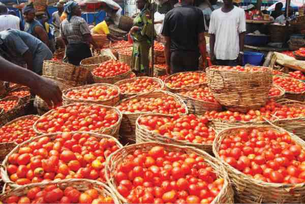 12 Ways to Profit from the Tomato Value Chain in Nigeria