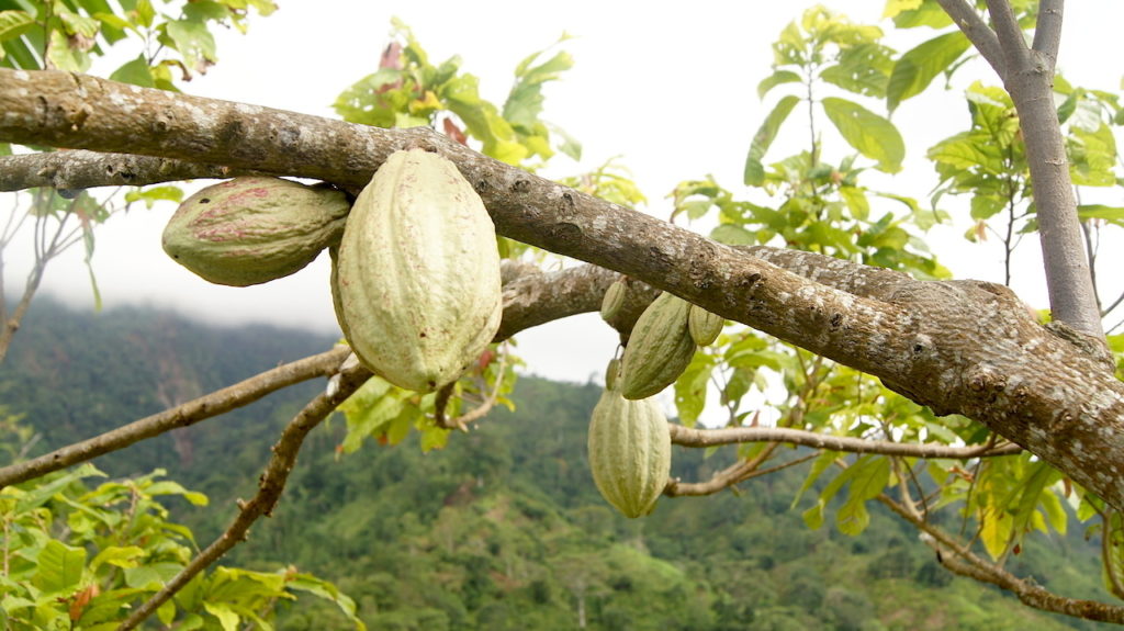 How To Start A Cocoa Farm Business in Nigeria Youth Entrepreneurship
