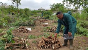 How to Start A Cassava Processing Business