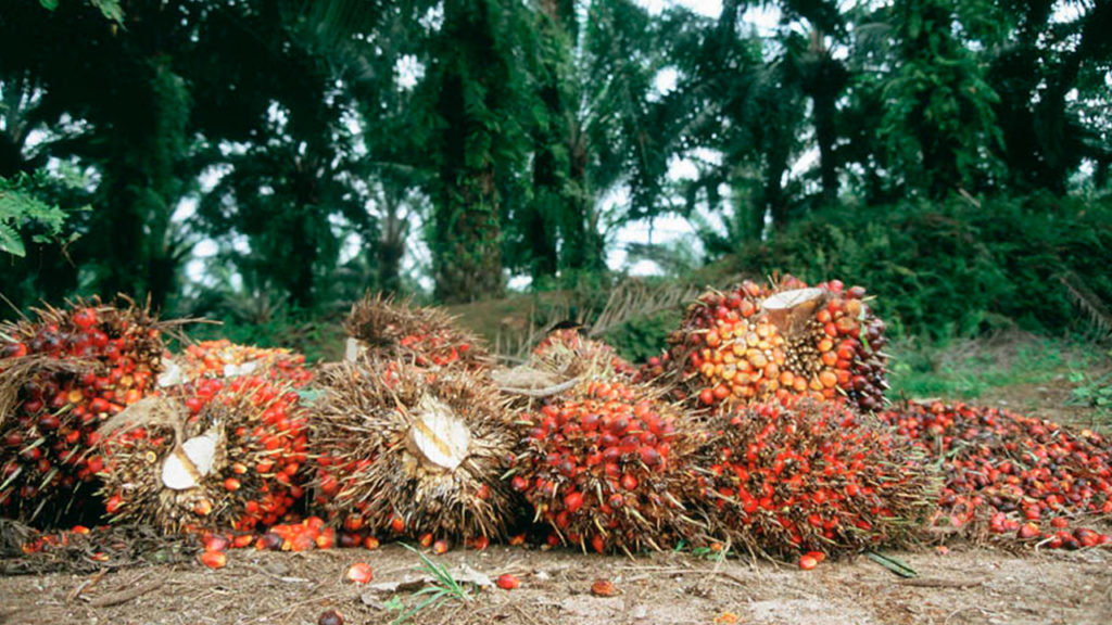 How To Start A Palm Oil Processing Business in Nigeria Youth