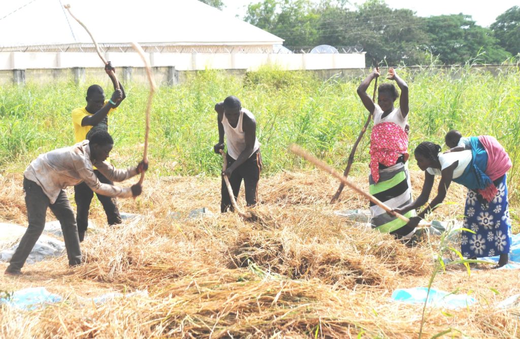 rice processing business plan in nigeria pdf