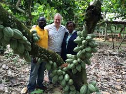 How To Start A Cocoa Farm Business in Nigeria