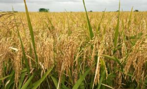 HOW TO START A RICE PRODUCTION BUSINESS | COSTS, IMPLICATIONS AND REQUIREMENTS