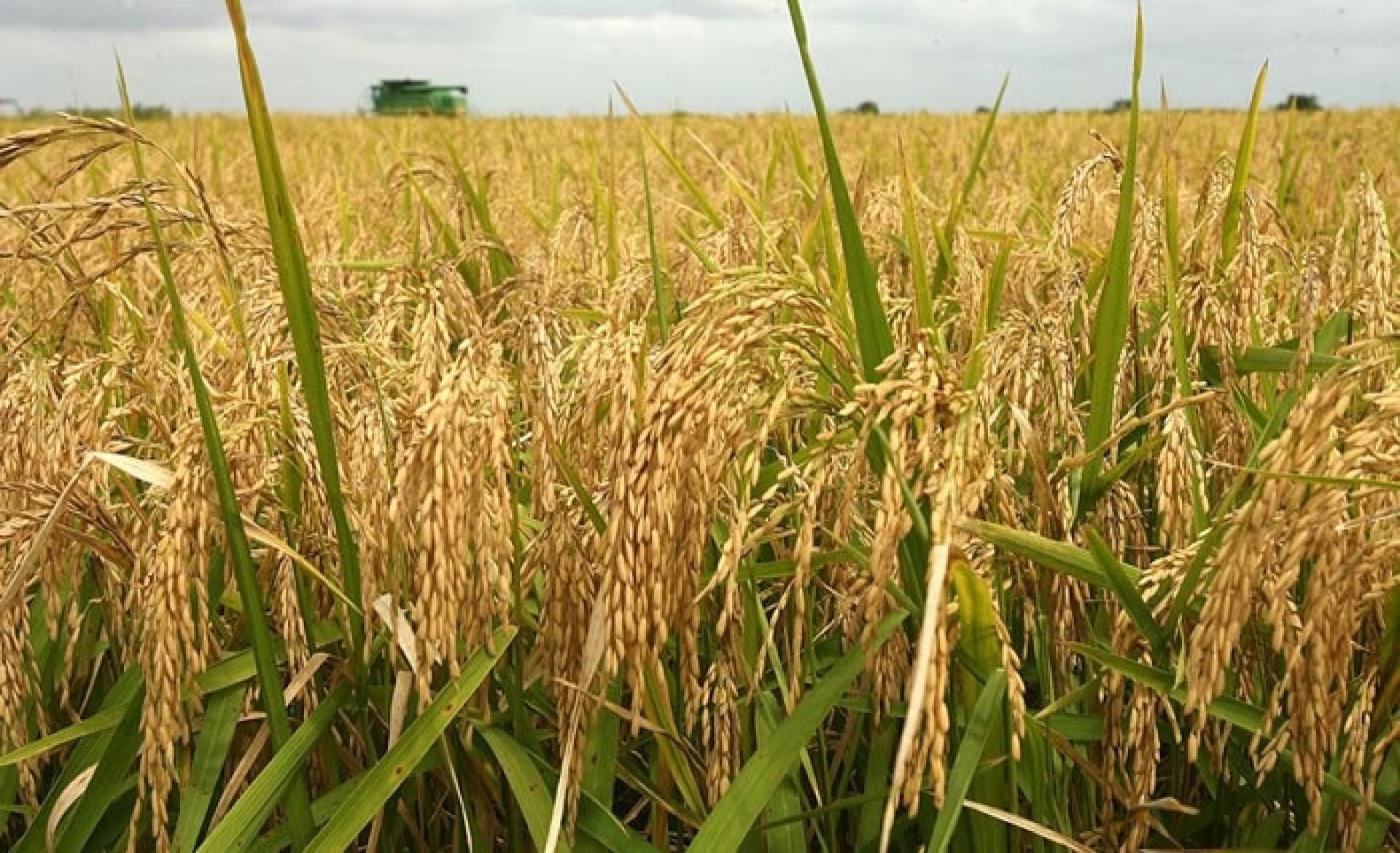 business plan for rice farming in nigeria