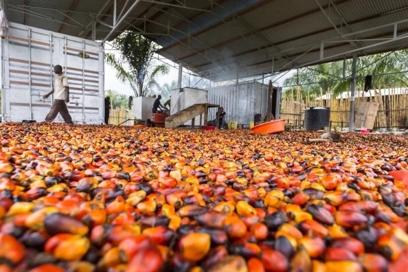 How To Start A Palm Oil Processing Business