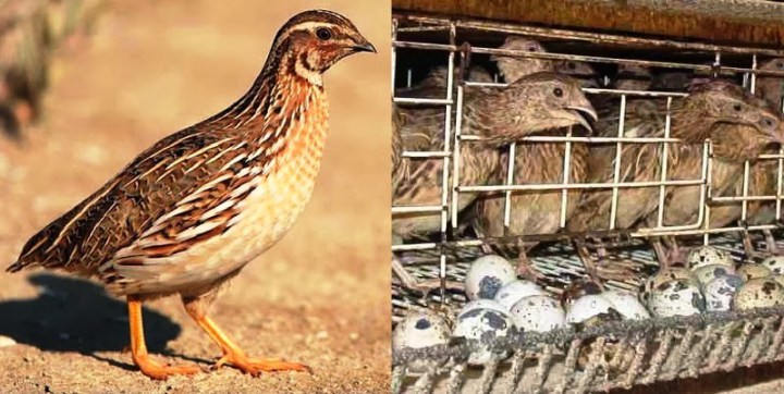 How To Set Up A Quail Farm Business in Nigeria