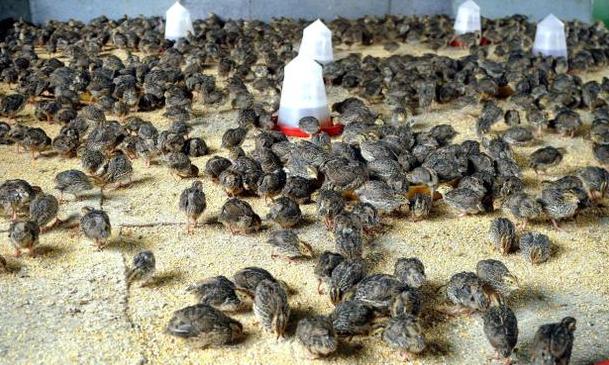 Stunning Starting Quail Farm image