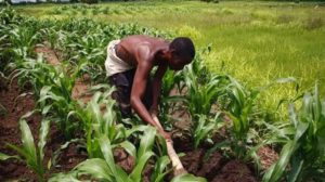 Apply for Leventis Foundation Free One year Agricultural Training Programme for 2018/2019 Session