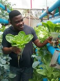 Executive Summary of Hydroponics Vegetable Farm in Nigeria