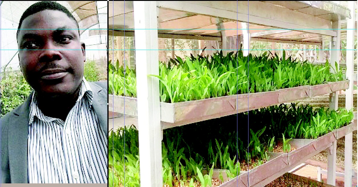 Executive Summary of Hydroponics Vegetable Farm in Nigeria Youth