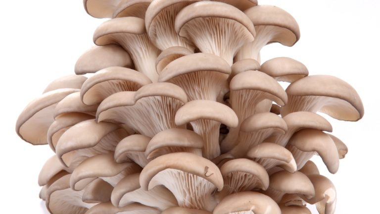 Executive Summary of Mushroom Business Plan in Nigeria