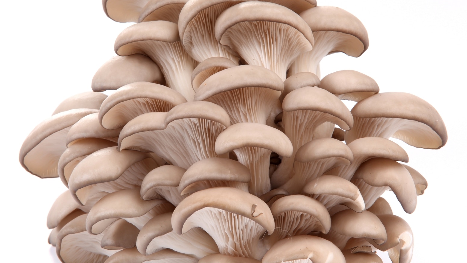 mushroom business plan in india