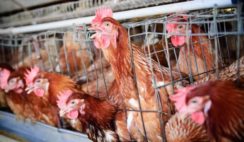 Executive Summary of Poultry Business Plan in Nigeria
