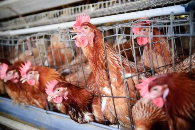 Executive Summary of Poultry Business Plan in Nigeria