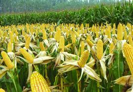 business plan for maize production