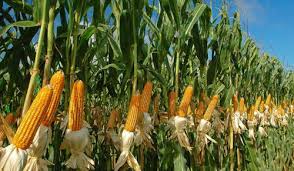 Executive-Summary-Maize-Farming-Business-Plan-in-Nigeria