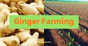 Executive Summary of Ginger Farming Business Plan in Nigeria