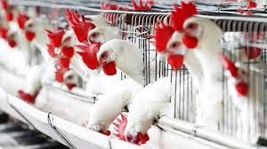 Executive Summary of Poultry Farming in Business in Nigeria.