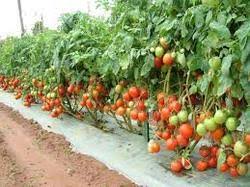 vegetable farming business plan in nigeria pdf