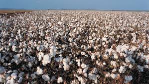 Executive Summary of Cotton Production and Processing Business Plan.