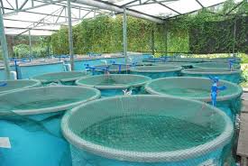 AQUACULTURE BUSINESS PLAN IN NIGERIA - Youth Entrepreneurship