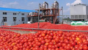 Tomato Storage & Processing Business plan in Nigeria